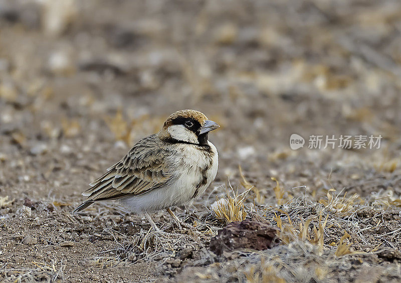 费氏雀(Eremopterix leucopareia)是一种雀形目鸟类在Alaudidae科。肯尼亚安博塞利国家公园。雀形目，一种会唱歌的鸟。